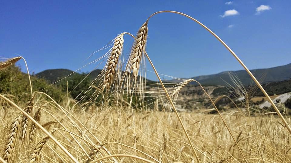 Το αρχαιότερο ίσως δημητριακό και βασικό συστατικό της διατροφής των αρχαίων. ψωμί με αλεύρι ζεας