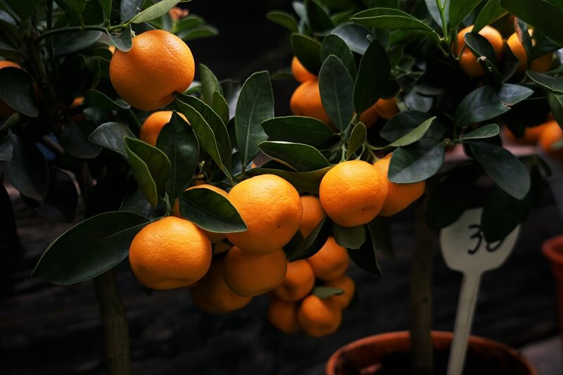 diasima-piata-clementines