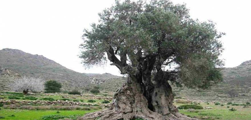 Είναι ένα εξαιρετικό αφροδισιακό