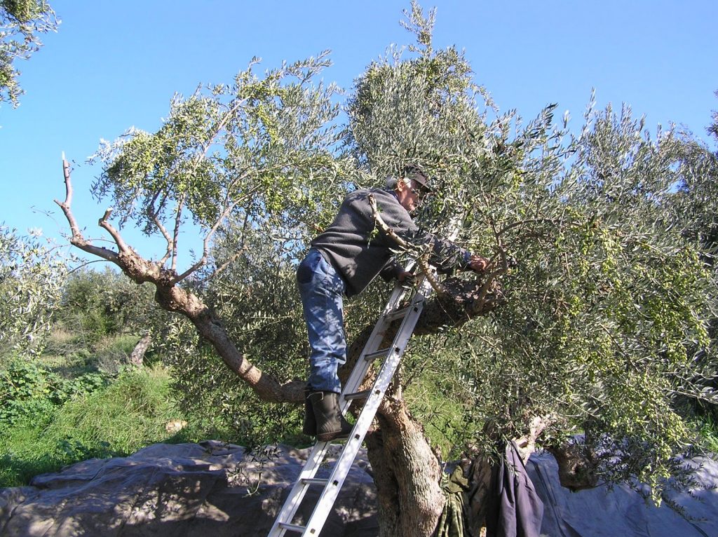 Η ελιά στην Ελλάδα και στη μεσόγειο