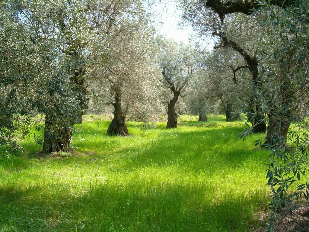 Η σημασία της καλλιέργειας της ελιάς είναι πολύ μεγάλη, ειδικά για τα νησιά, γιατί η ελιά μπορεί να φυτευθεί σε εδάφη που δεν είναι κατάλληλα γιά τα δημητριακά. Ετσι τα καλλιεργήσιμα εδάφη των νησιών που είναι πολύ λίγα μπόρεσαν να αυξηθούν σε σημείο που η ελιά να είναι πιό σημαντικό φυτό σε παραγωγή από τα δημητριακά. Το αποτέλεσμα ήταν η αύξηση πληθυσμού των νησιών, η βελτίωση της διατροφής καθώς και η δημιουργία προϊόντων για εμπόριο.