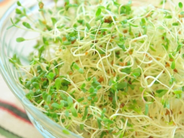 Γιατί τα φύτρα ή φύτρες είναι πηγή νεότητας και ευεξίας