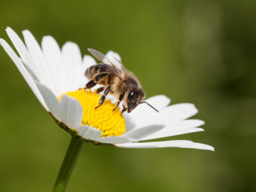 Μέλισσα η θαυματουργή