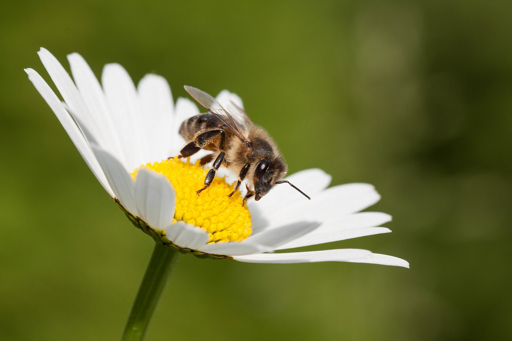 Μέλισσα και η συμβολή της στη διατροφική αλυσίδα