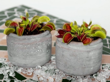 7+1 έξυπνοι τρόποι για να ξεφορτωθείτε τις μύγες