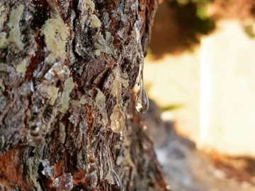 Μαστίχα, το πολύτιμο δάκρυ της Μυροβόλου