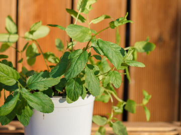 Καλλιέργεια δυόσμου σε γλάστρα! Του Κώστα Λιονουδάκη.