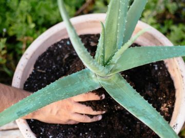Φυτεύουμε Αλόη σε γλάστρα! Του συνεργάτη μας Κώστα Λιονουδάκη