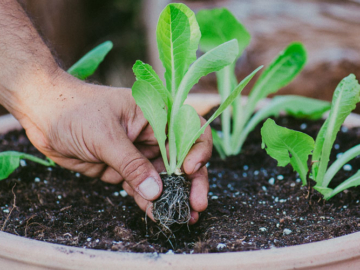Καλλιέργεια μαρουλι σε γλαστρα. Του Κώστα Λιονουδάκη