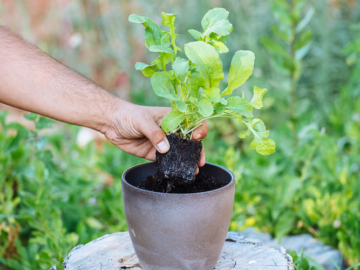 Καλλιέργεια ρόκας σε γλάστρα! Του Κώστα Λιονουδάκη