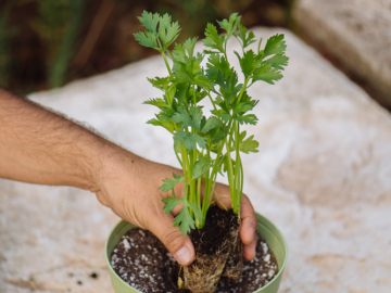 Συμβουλές για σέλινο σε γλάστρα, του Κώστα Λιονουδάκη