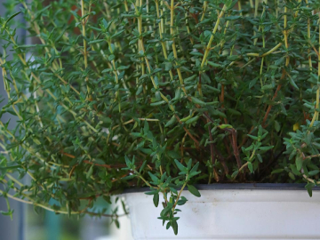 Θυμάρι: Πως θα το καλλιεργήσετε σε γλάστρα του συνεργάτη μας Κώστα Λιονουδάκη