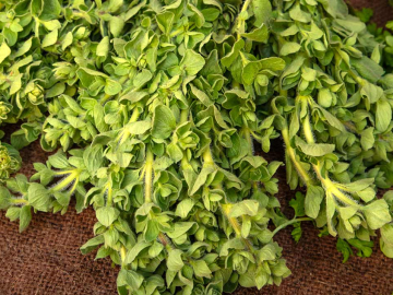 Καλλιέργεια και φροντίδα ρίγανης σε γλάστρα, του Κώστα Λιονουδάκη