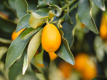 Κουμκουάτ, ένα δεντράκι για μπαλκόνι, του συνεργάτη μας Κώστα Λιονουδάκη