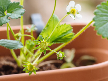 Πέντε συμβουλές για την καλλιέργεια  φράουλας, του συνεργάτη μας Κώστα Λιονουδάκη