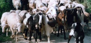 Πρέπει να παρασκευάζεται μόνο από ελληνικό παστεριωμένο αιγοπρόβειο γάλα, σε αναλογία πρόβειο τουλάχιστον 70% και γίδινο έως 30%. Το δε γάλα που χρησιμοποιείται πρέπει να παράγεται από τον Οκτώβριο ως τον Ιούνιο και να προέρχεται από ελληνικές φυλές προβάτων, που τρέφονται με την τοπική χλωρίδα.