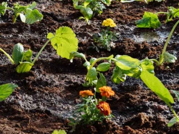 Πώς φτιάχνουμε έναν μικρό λαχανόκηπο για καλλιέργεια λαχανικών, του Κώστα Λιονουδάκη