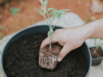 Ντοματίνια: Φύτευση και καλλιέργεια σε γλάστρα, του Κώστα Λιονουδάκη