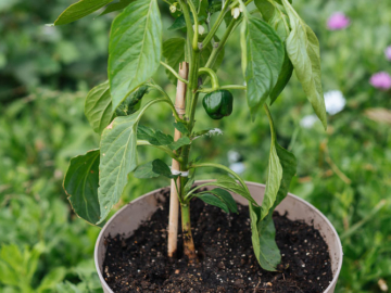 Πιπεριά: Φύτευση και καλλιέργεια σε γλάστρα, του Κώστα Λιονουδάκη