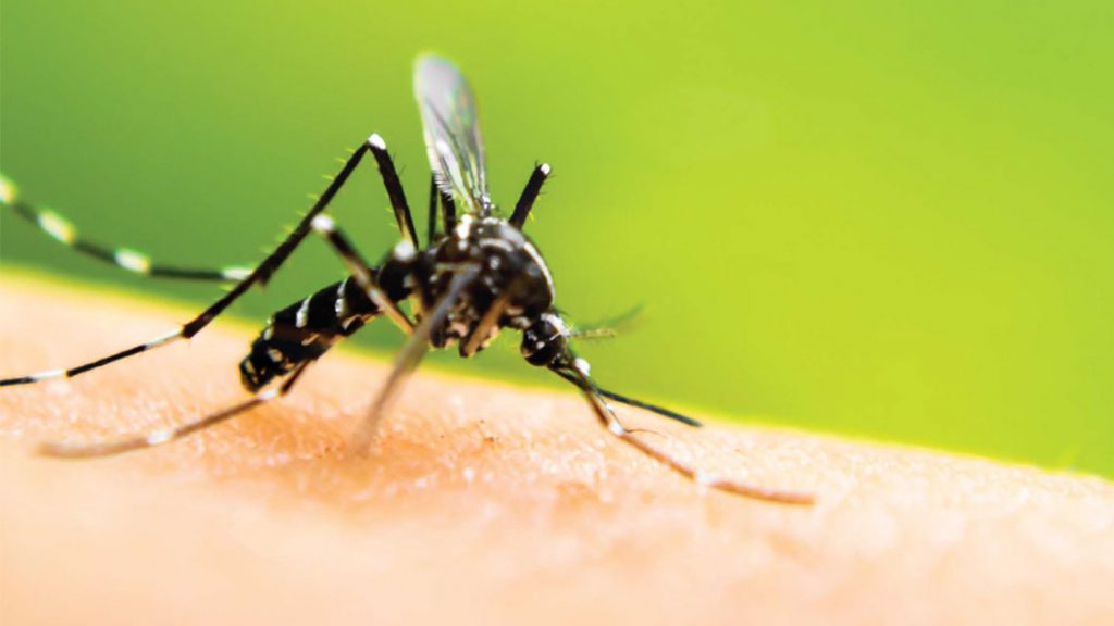 Πώς να προστατευτείτε από τα κουνούπια με φυσικό τρόπο