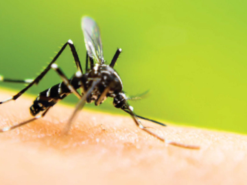 Πώς να προστατευτείτε από τα κουνούπια με φυσικό τρόπο