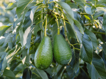 Καλλιέργεια αβοκαντο σε γλαστρα-