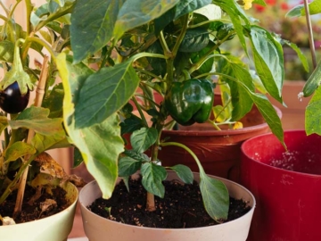 7 μυστικά για καλλιέργεια λαχανικών σε γλάστρα, του Κώστα Λιονουδάκη