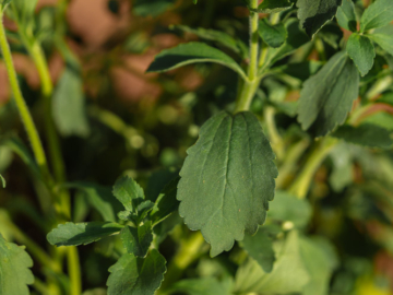 Στέβια: καλλιέργεια στον κήπο και σε γλάστρα, του Κώστα Λιονουδάκη