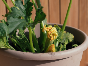 Κολοκύθι: Φύτευση και καλλιέργεια σε γλάστρα, του Κώστα Λιονουδάκη