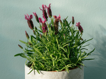 Λεβάντα: Καλλιέργεια σε γλάστρα, του Κώστα Λιονουδάκη