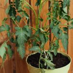 ντομάτα σε γλάστρα καλλιέργεια ποτισμα φυτο δεντρο ποικιλιες δεσιμο ασθενειεσ κλαδεμα λιπανση υποστυλωση φυτεμα φυτευση