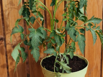 Ντομάτα: Φύτευση και καλλιέργεια σε γλάστρα, του Κώστα Λιονουδάκη