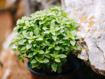 Μυστικά για τη φροντίδα του βασιλικού, του Κώστα Λιονουδάκη