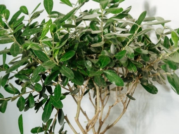 7 μυστικά για τη φροντίδα ελιάς σε γλάστρα, του Κώστα Λιονουδάκη