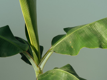 Μπανανιά: Φύτευση και καλλιέργεια σε γλάστρα του Κώστα Λιονουδάκη