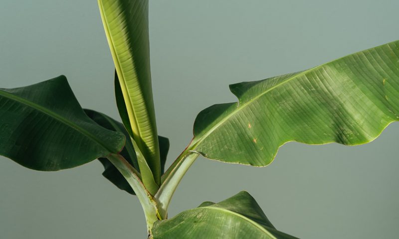 Μπανανιά: Φύτευση και καλλιέργεια σε γλάστρα του Κώστα Λιονουδάκη-featured_image