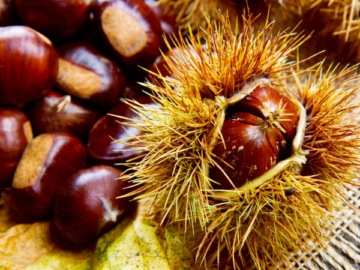 Τι ξέρετε για τα κάστανα;