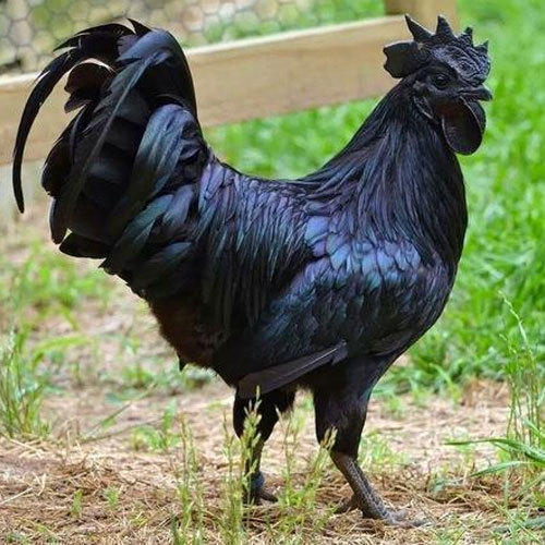μαύρο κοτόπουλο