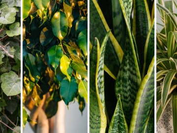 8 φυτά που καθαρίζουν τον αέρα στο σπίτι, από τον Κώστα Λιονουδάκη