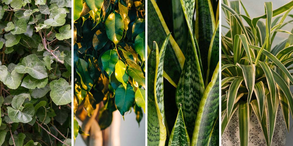 8 φυτά που καθαρίζουν τον αέρα στο σπίτι, από τον Κώστα Λιονουδάκη