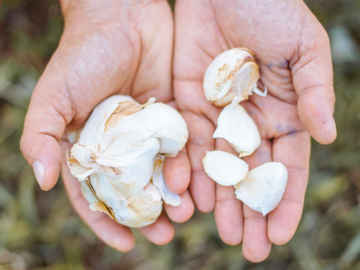 Καλλιέργεια σκόρδου σε κήπο και σε γλάστρα, του Κώστα Λιονουδάκη