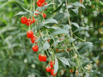 Γκότζι μπέρι, καλλιέργεια σε κήπο και σε γλάστρα, του Κώστα Λιονουδάκη