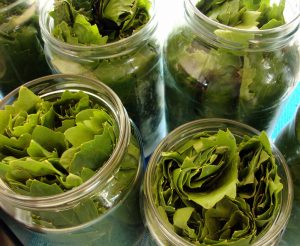 αποθηκευση αμπελοφυλλα σε βαζο συντηρηση