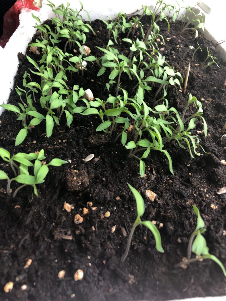 φυτευω ντοματες