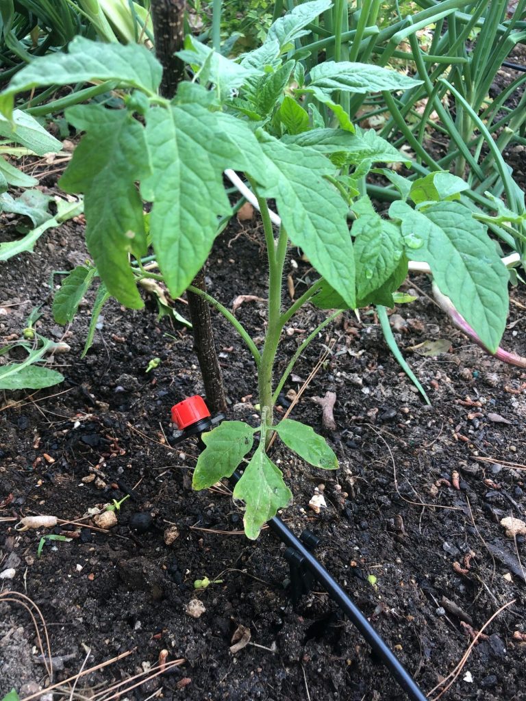 Πώς φυτεύω τις δικές μου ντομάτες