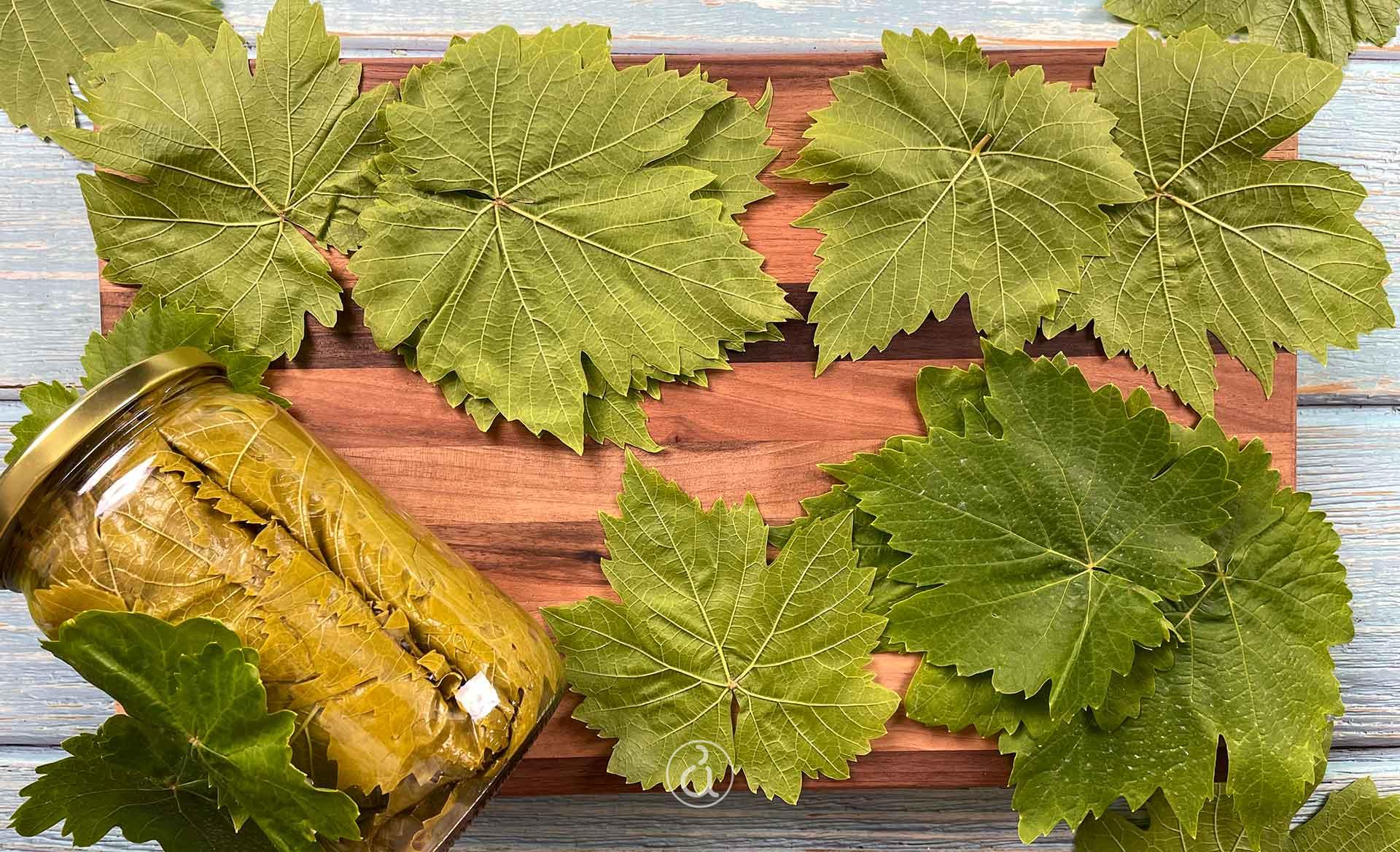 Αμπελόφυλλα: συντήρηση και σωστή αποθήκευση αμπελόφυλλα συντήρηση αποθήκευση