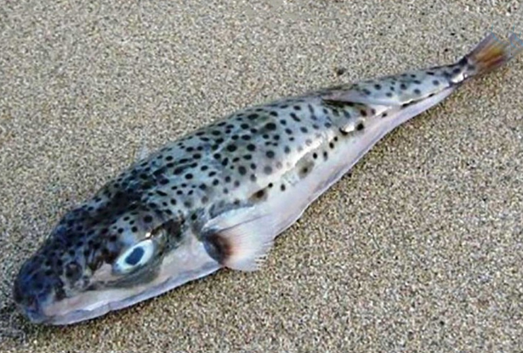 ψαρι λαγοκέφαλος - επικίνδυνα τρόφιμα