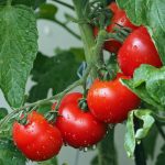 ντοματες φυτεμα καλλιέργεια ντομάτας σε γλαστρα λίπασμα ποικιλίες εποχη φυτευσης ποτισμα φυτευω ντοματα