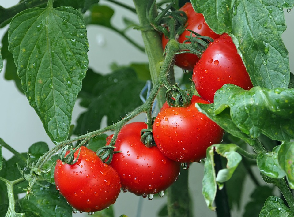 ντοματες φυτεμα καλλιέργεια ντομάτας σε γλαστρα λίπασμα ποικιλίες εποχη φυτευσης ποτισμα φυτευω ντοματα