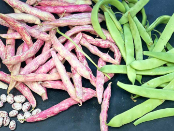 Φρέσκα φασολάκια: Kαθάρισμα και συντήρηση στην κατάψυξη